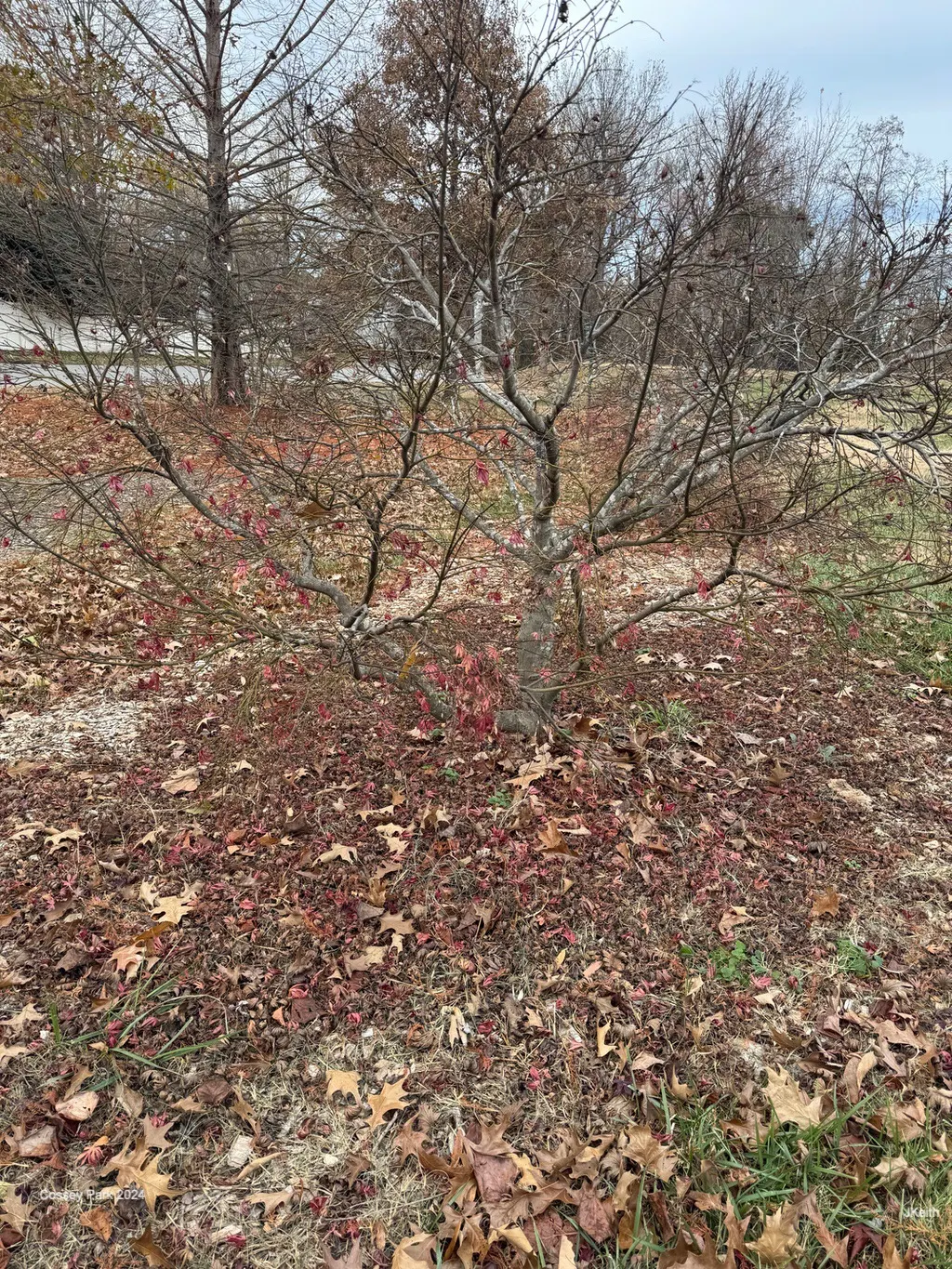 Full Moon Maple (Acer Shirasawanum) — It thrives in moist, well-drained soil with a slightly acidic to neutral pH