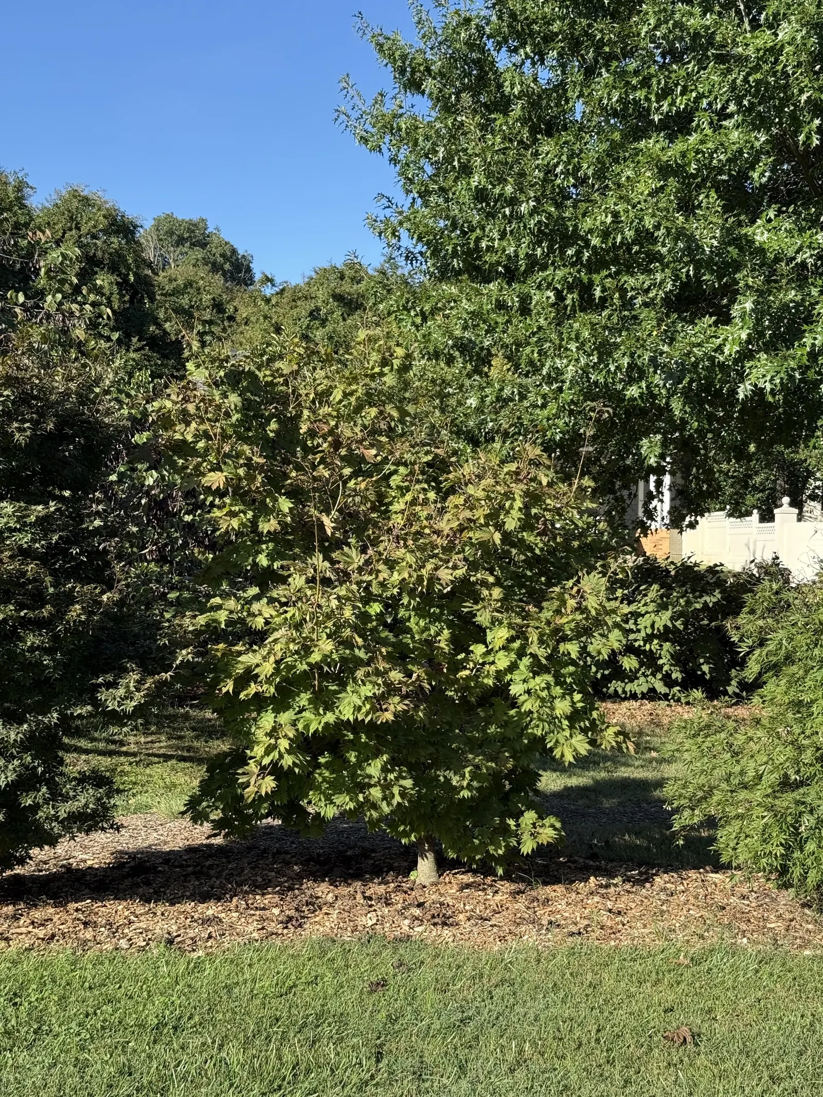 Full Moon Maple (Acer Shirasawanum) — It showcases deeply lobed; adding tranquillity and visual splendor to the landscape