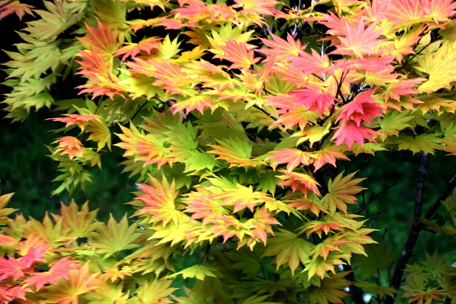 Full Moon Maple (Acer Shirasawanum) — culminating in a spectacular display of reds and oranges come fall