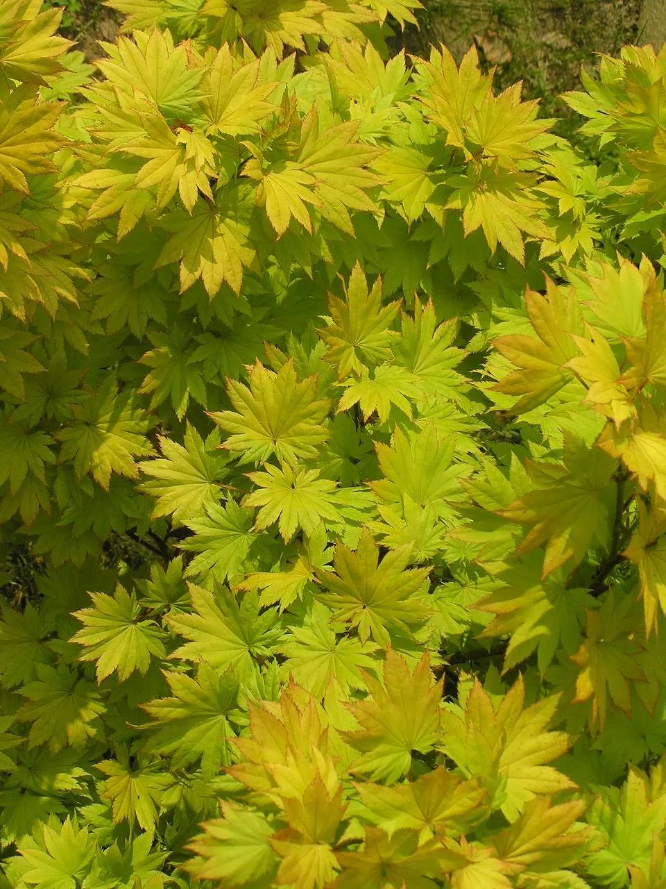 Full Moon Maple (Acer Shirasawanum) — The Full Moon Maple (Acer shirasawanum) is a captivating ornamental tree prized for its graceful; palmate, image 39