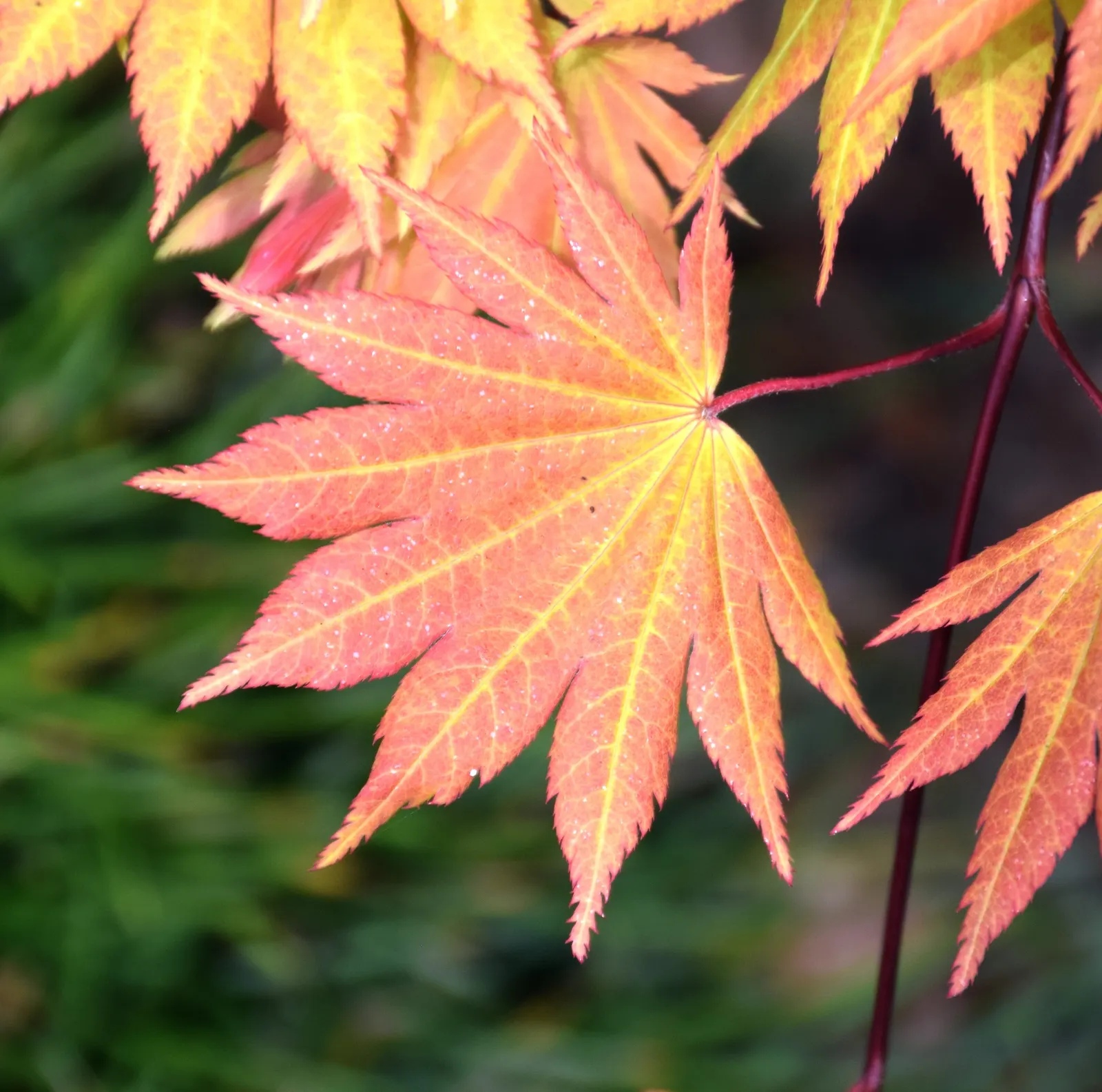 Full Moon Maple (Acer Shirasawanum) — yellow-green leaves that turn into a stunning array of reds