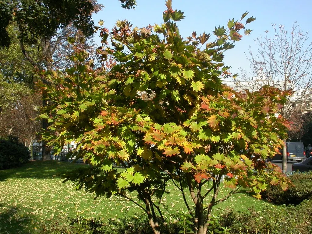 Full Moon Maple (Acer Shirasawanum) — The Full Moon Maple (Acer shirasawanum) is a captivating ornamental tree prized for its graceful; palmate leaves that