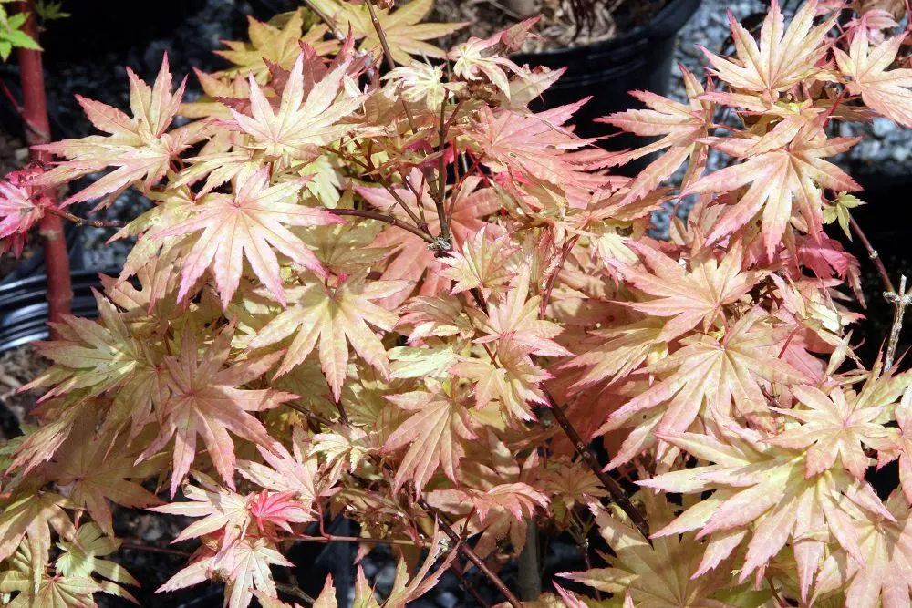 Full Moon Maple (Acer Shirasawanum) — palmate leaves that transition through vibrant colors ‚Äì chartreuse in spring; ideal for focal points in, image 42