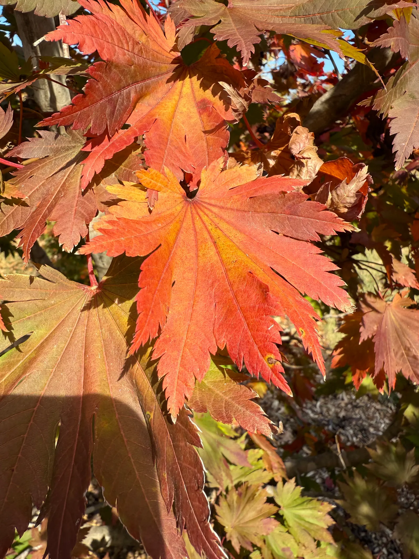 Full Moon Maple (Acer Shirasawanum) — shrub / tree for full or half or shade; it thrives in moist, well-drained soil with a slightly acidic to neutral pH