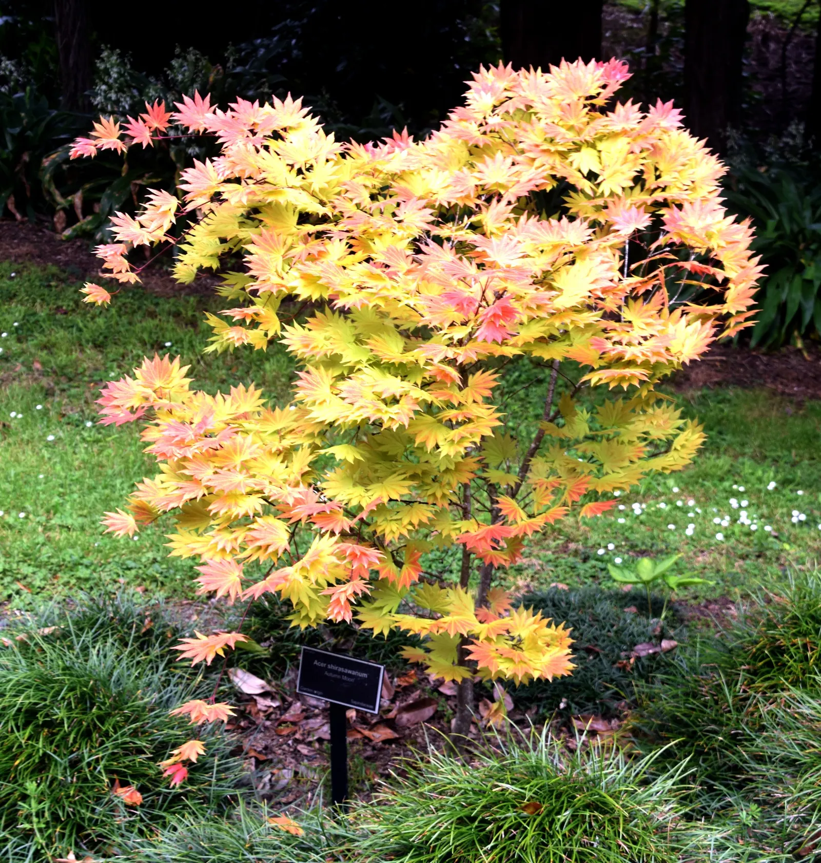 Full Moon Maple (Acer Shirasawanum) — scientifically known as Acer shirasawanum