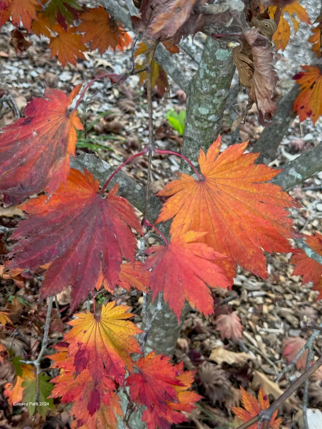Full Moon Maple (Acer Shirasawanum) — which resemble the full moon; it showcases deeply lobed
