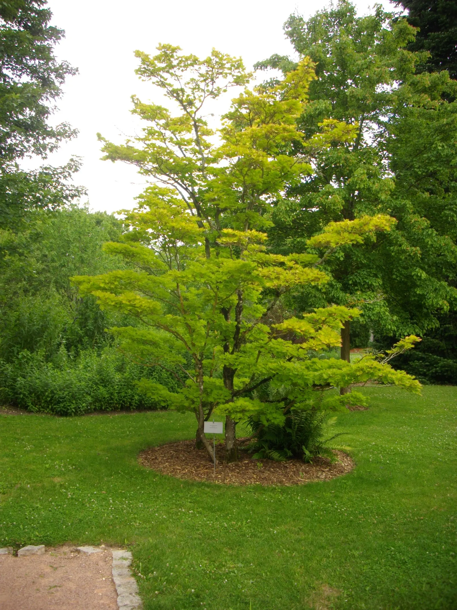 Full Moon Maple (Acer Shirasawanum) — from traditional Japanese gardens to contemporary outdoor spaces; rounded silhouette reaching up to 20-30 feet tall and