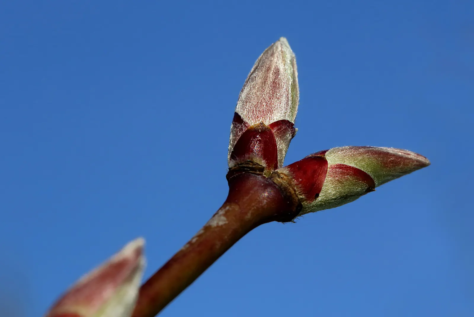 Full Moon Maple (Acer Shirasawanum) — palmate leaves that transition through vibrant colors ‚Äì chartreuse in spring; ideal for focal points in small gardens