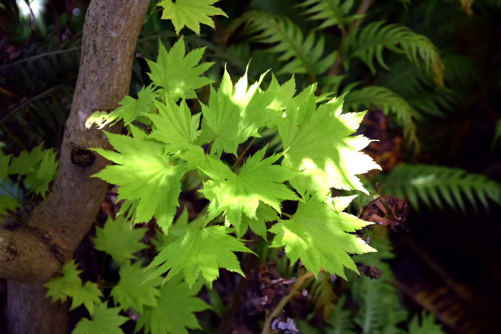 Full Moon Maple (Acer Shirasawanum) — Full Moon Maple prefers a location that offers partial to full shade