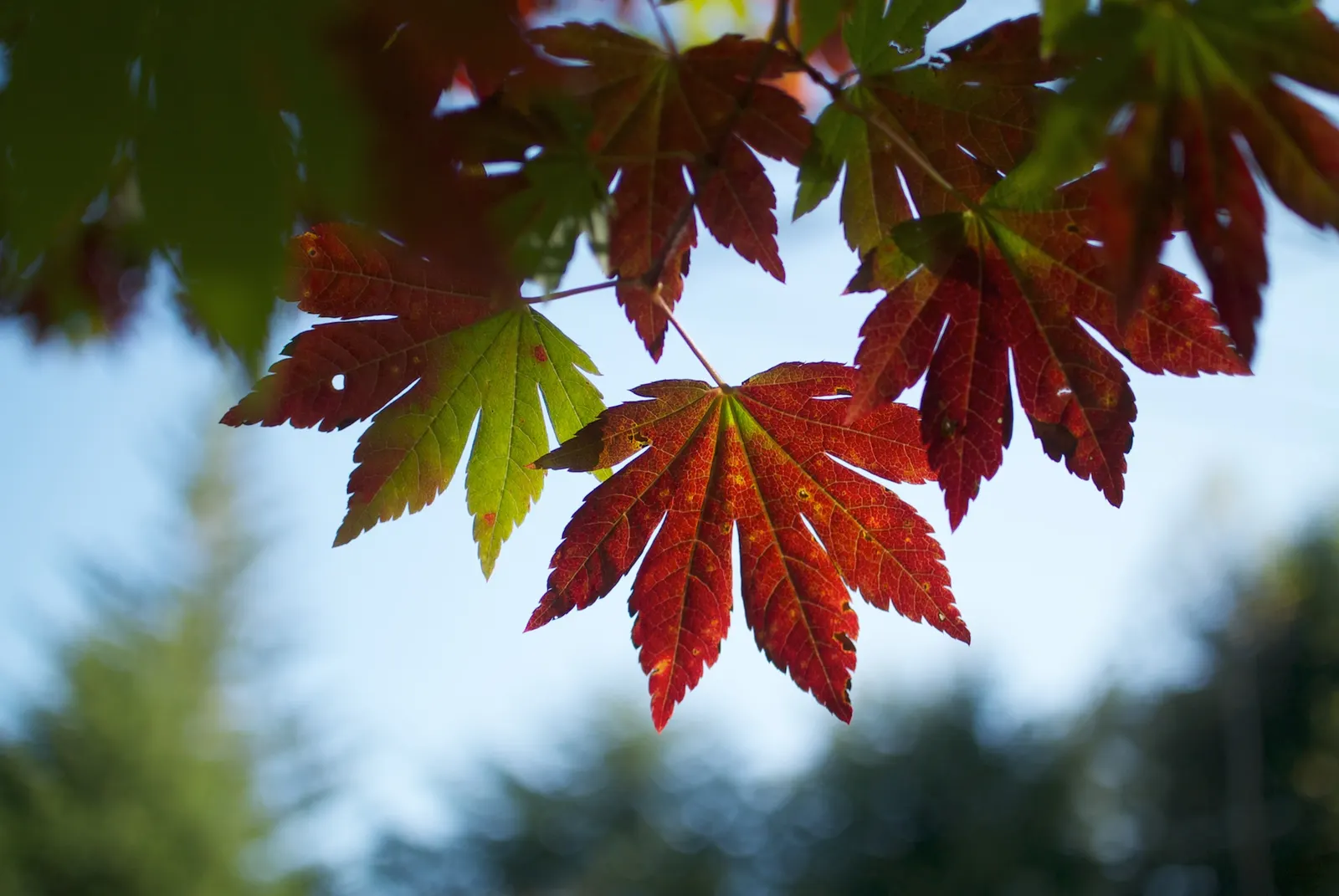 Full Moon Maple (Acer Shirasawanum) — particularly in the afternoon; shrub / tree for full or half or shade