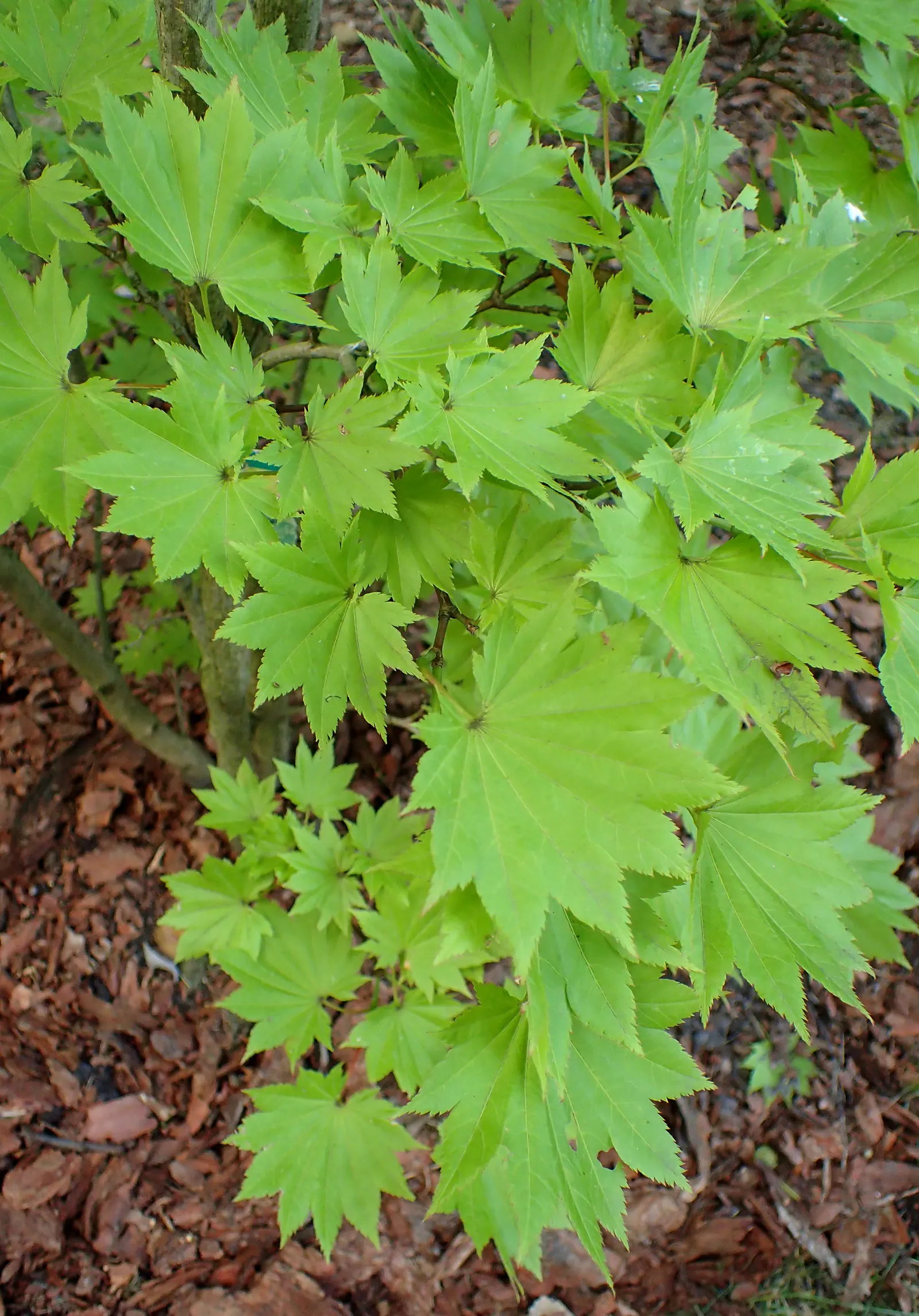 Full Moon Maple (Acer Shirasawanum) — Ideal for focal points in small gardens, it thrives in well-drained soil and partial shade to full sun; the, image 44