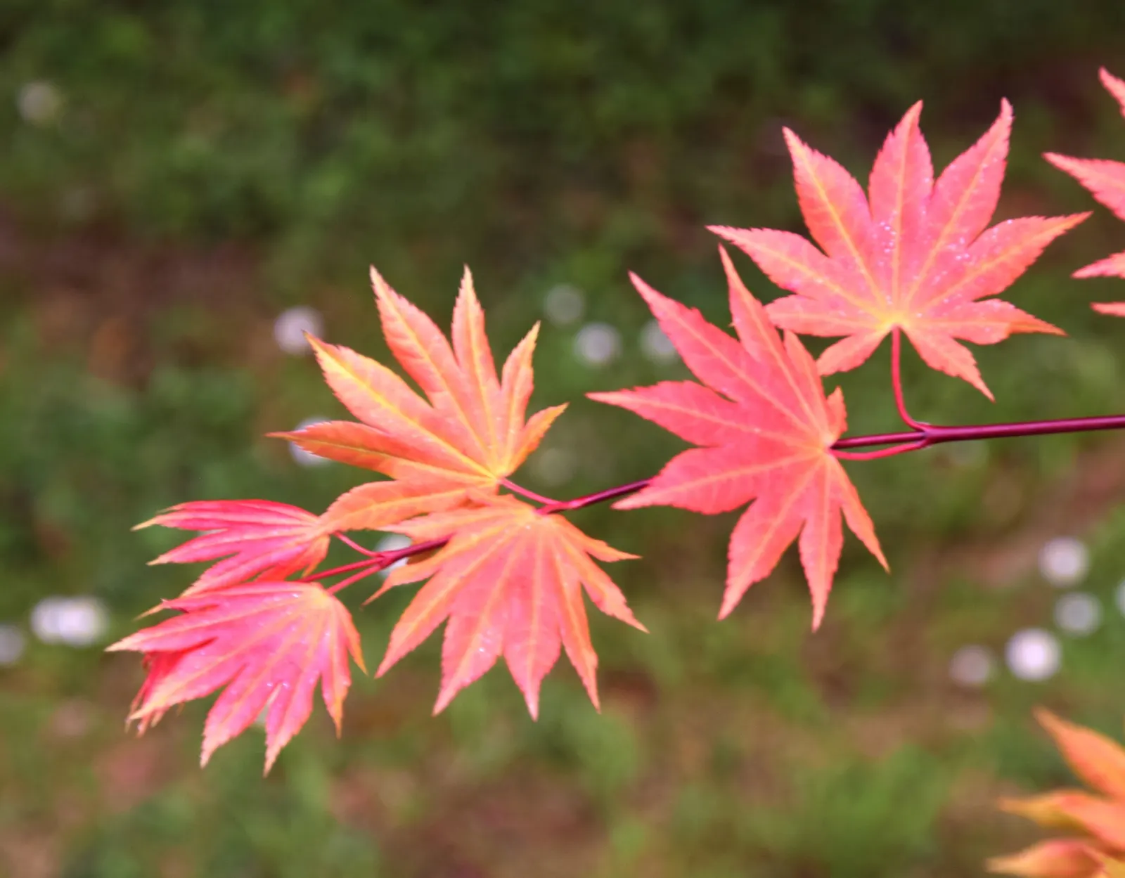 Full Moon Maple (Acer Shirasawanum) — adding tranquillity and visual splendor to the landscape