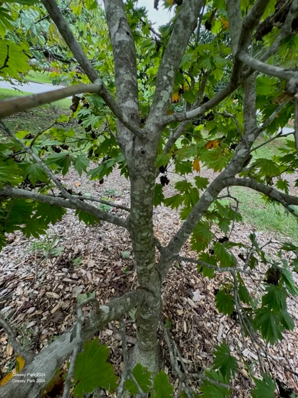 Full Moon Maple (Acer Shirasawanum) — The ability of Full Moon Maple to provide intense fall color makes it a remarkable focal point for any design
