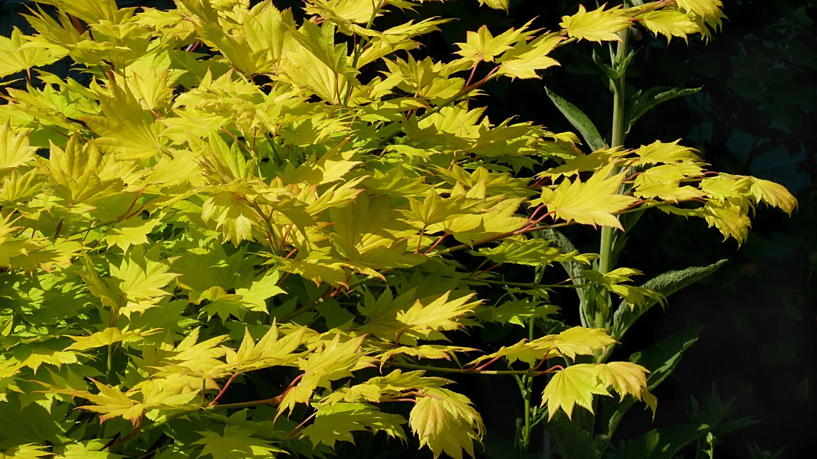 Full Moon Maple (Acer Shirasawanum) — rounded silhouette reaching up to 20-30 feet tall and wide; yellow-green leaves that turn into a stunning, image 40