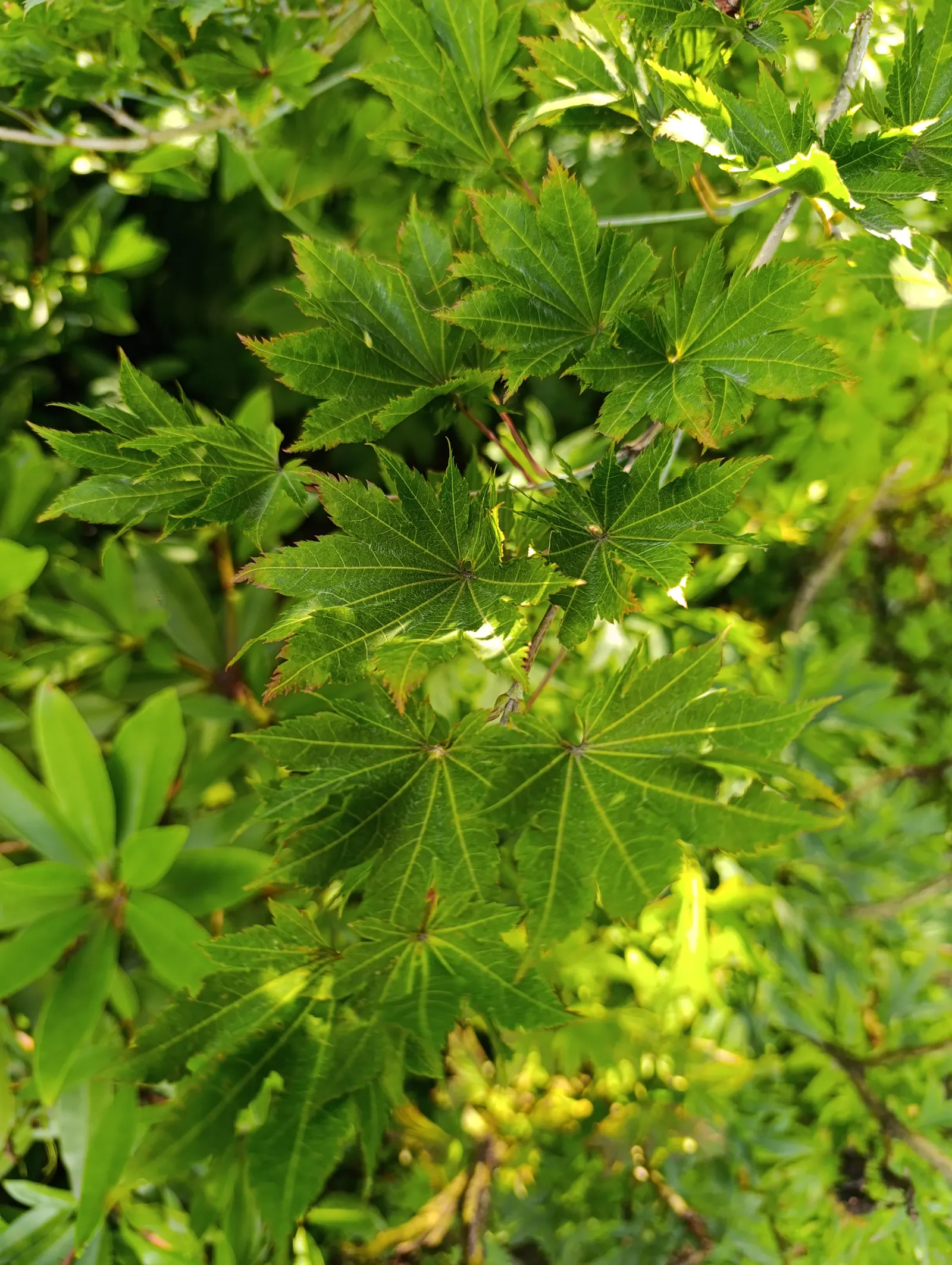 Full Moon Maple (Acer Shirasawanum) — palmate leaves that transition through vibrant colors ‚Äì chartreuse in spring