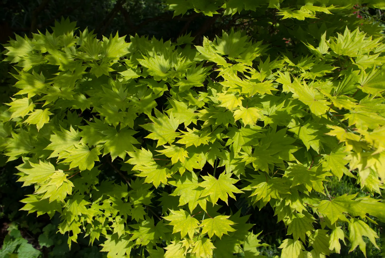 Full Moon Maple (Acer Shirasawanum) — Full Moon Maple prefers a location that offers partial to full shade; the ability of Full Moon Maple to provide intense
