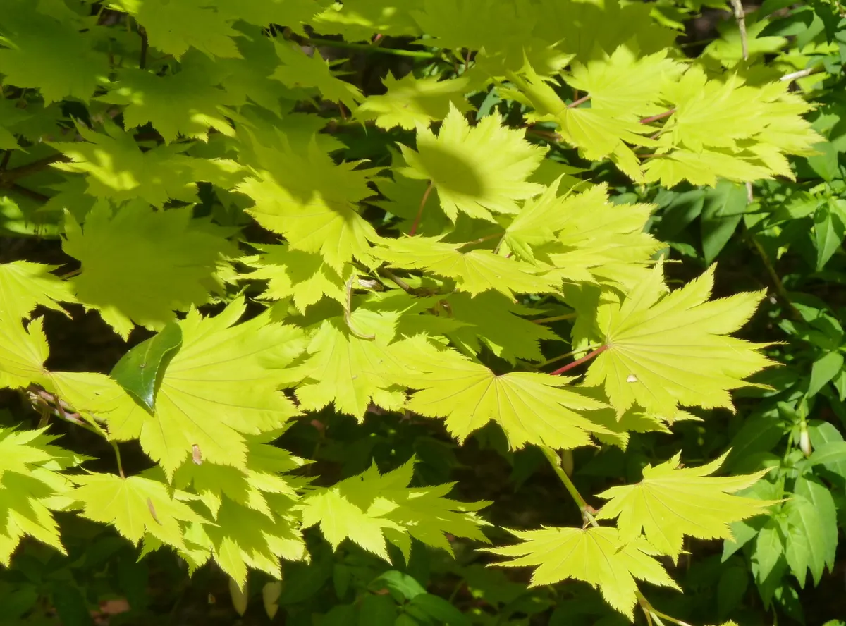 Full Moon Maple (Acer Shirasawanum) — This exquisite maple variety hails from Japan and is characterized by its gracefully rounded leaves; to protect the