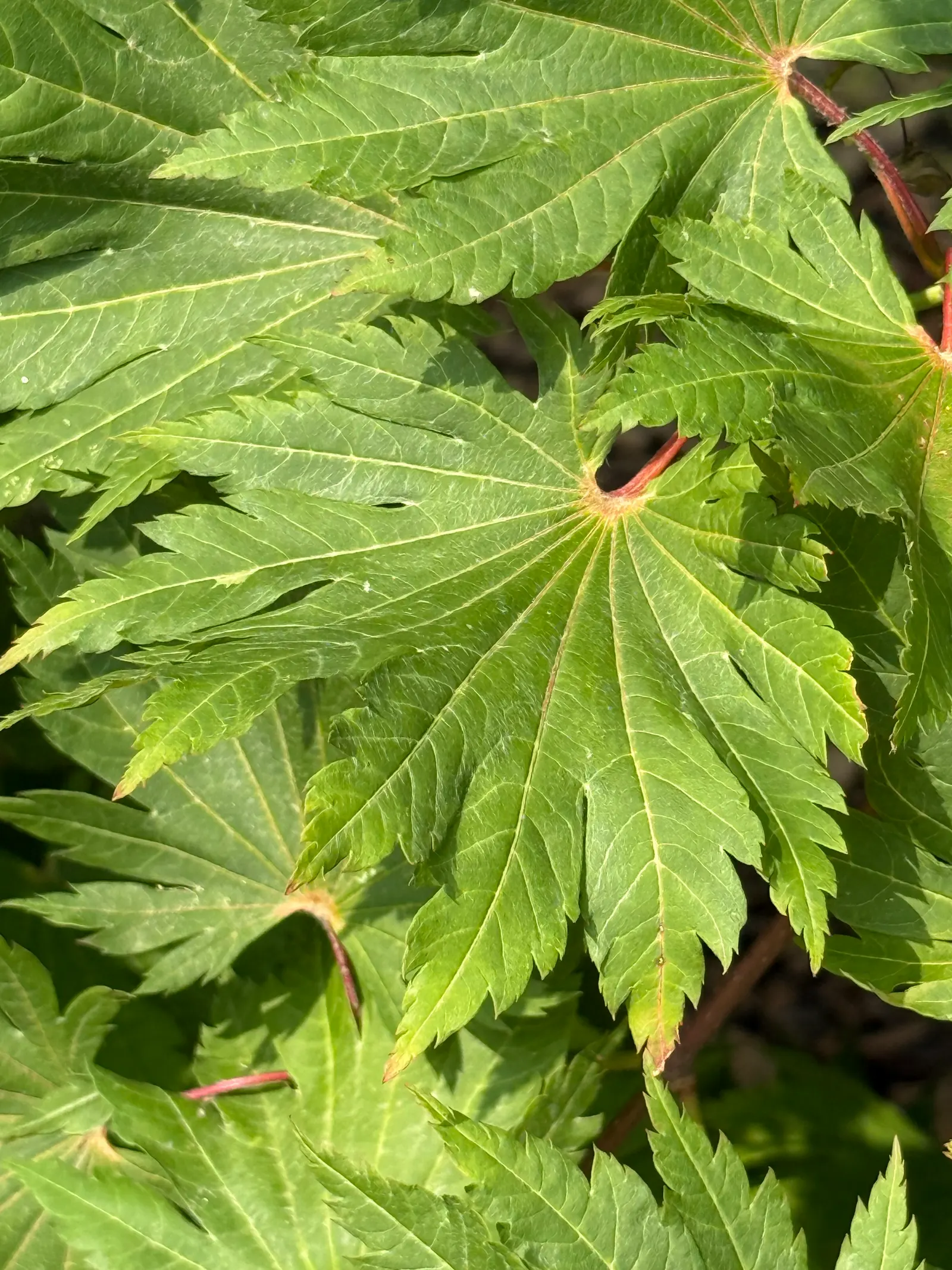 Full Moon Maple (Acer Shirasawanum) — The ability of Full Moon Maple to provide intense fall color makes it a remarkable focal point for any design, image 31