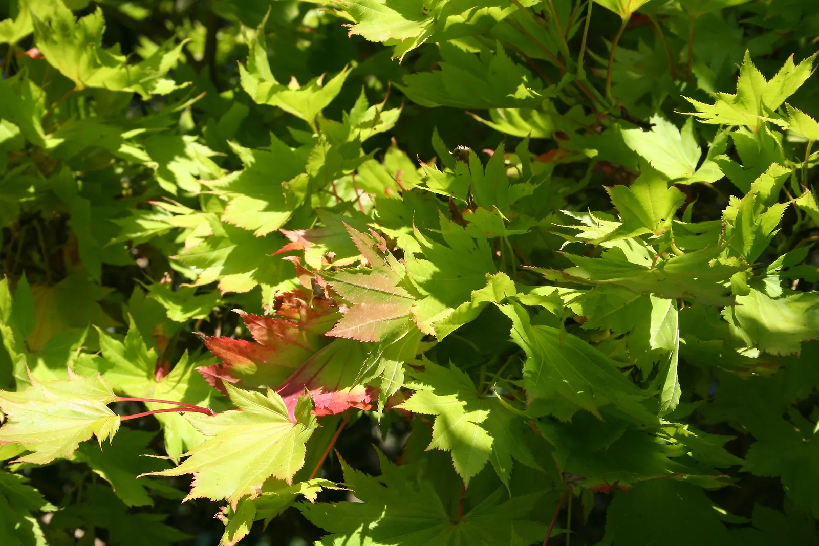 Full Moon Maple (Acer Shirasawanum) — particularly in the afternoon