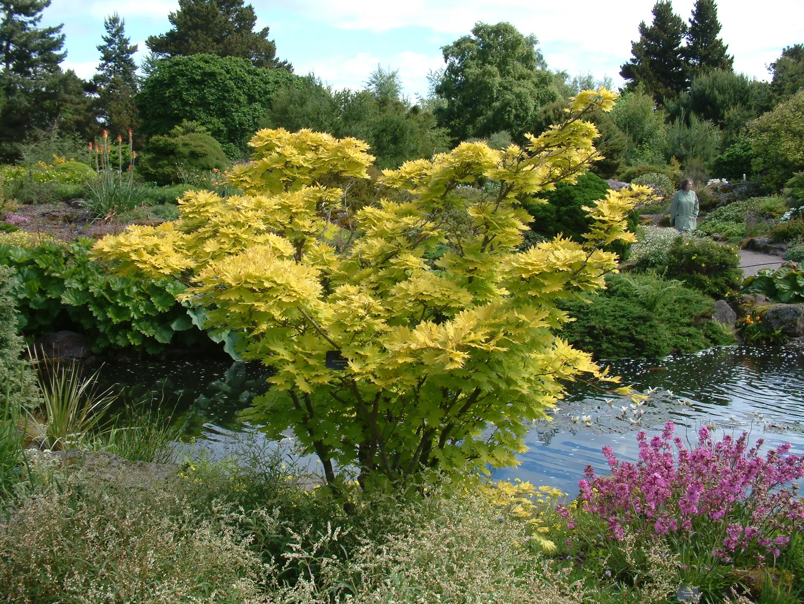 Full Moon Maple (Acer Shirasawanum) — The average height for these trees is between 15 to 20 feet
