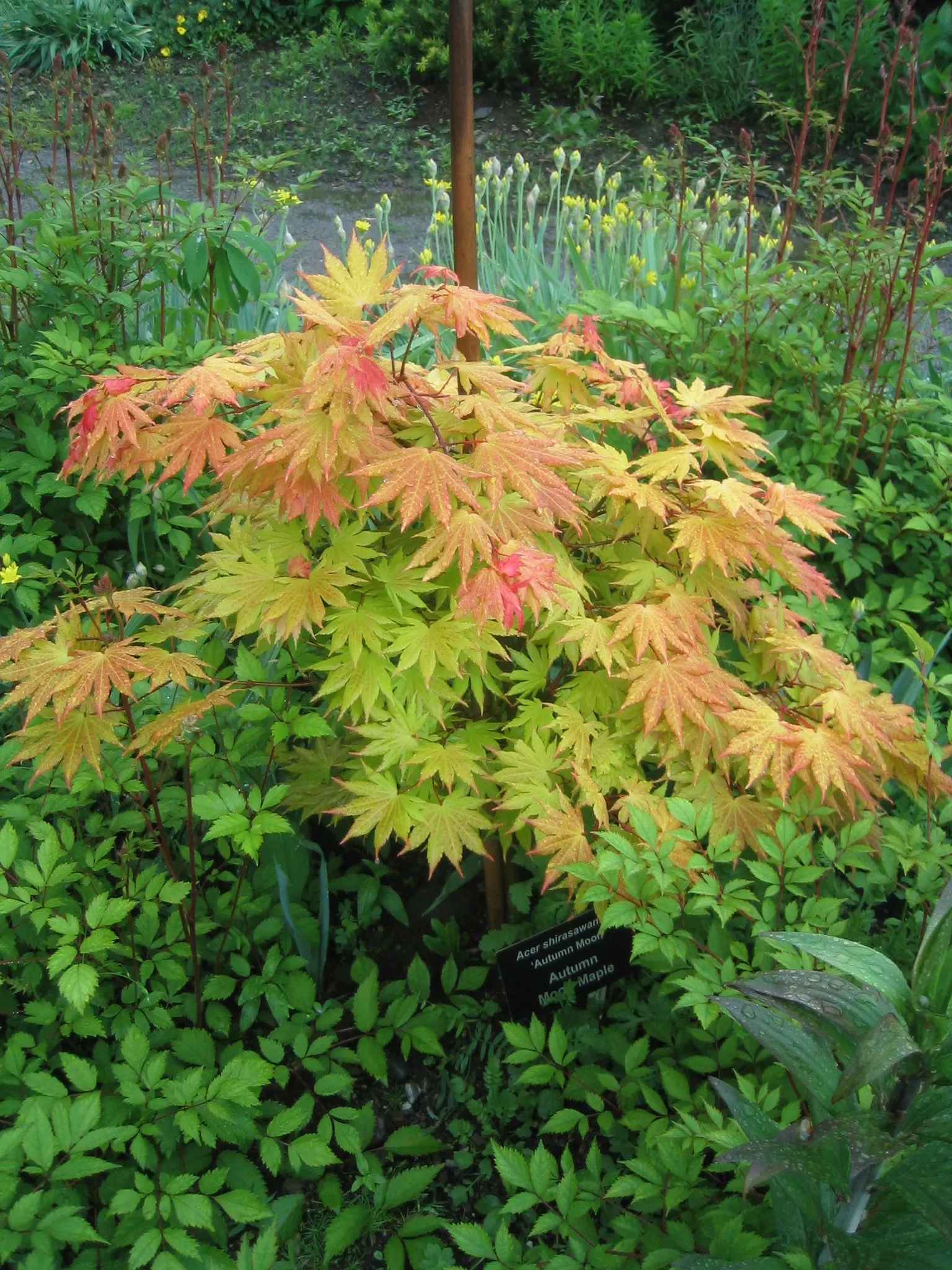 Full Moon Maple (Acer Shirasawanum) — This exquisite maple variety hails from Japan and is characterized by its gracefully rounded leaves