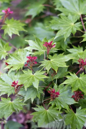 Full Moon Maple (Acer Shirasawanum) — from traditional Japanese gardens to contemporary outdoor spaces