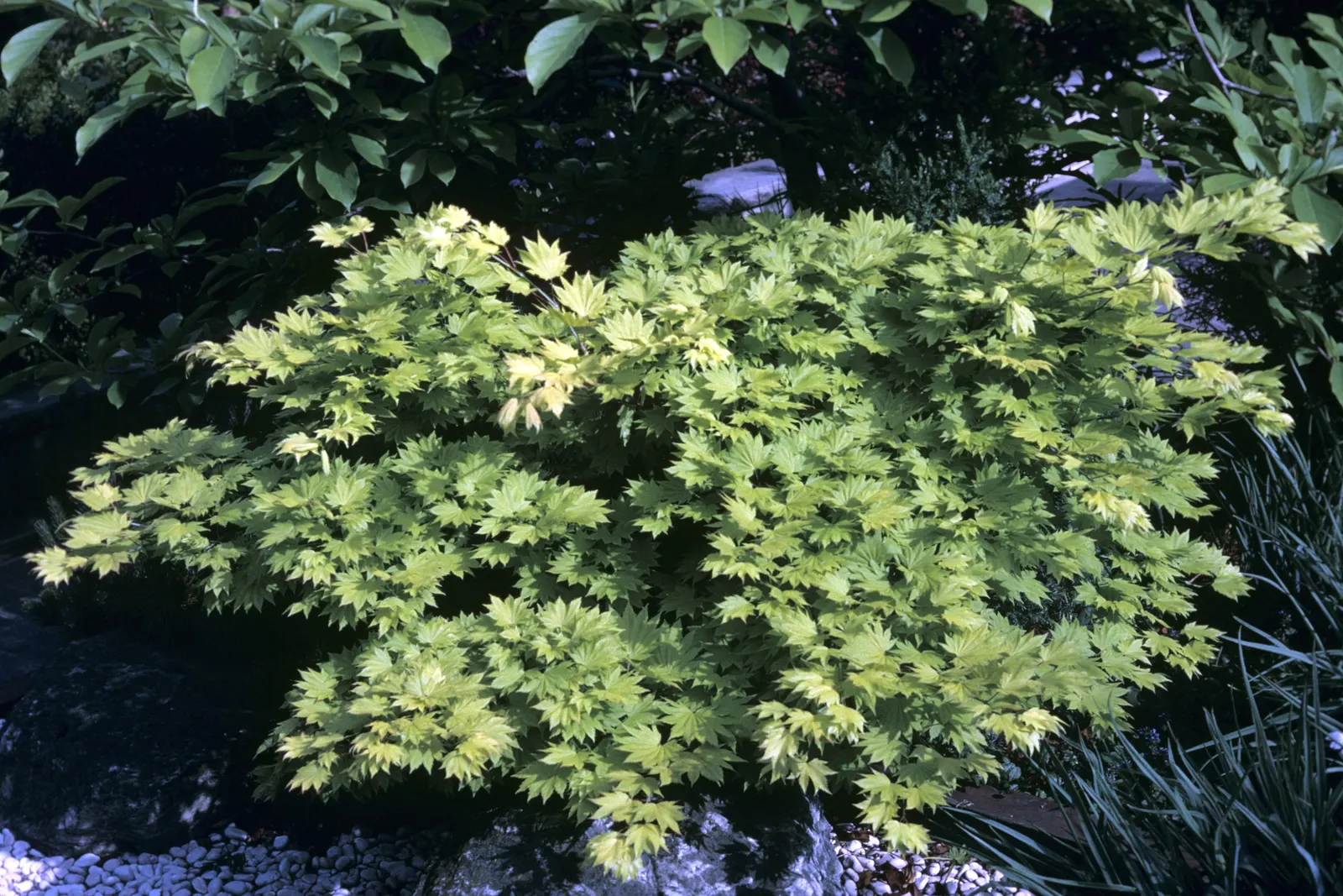 Full Moon Maple (Acer Shirasawanum) — scientifically known as Acer shirasawanum; this exquisite maple variety hails from Japan and is characterized by its