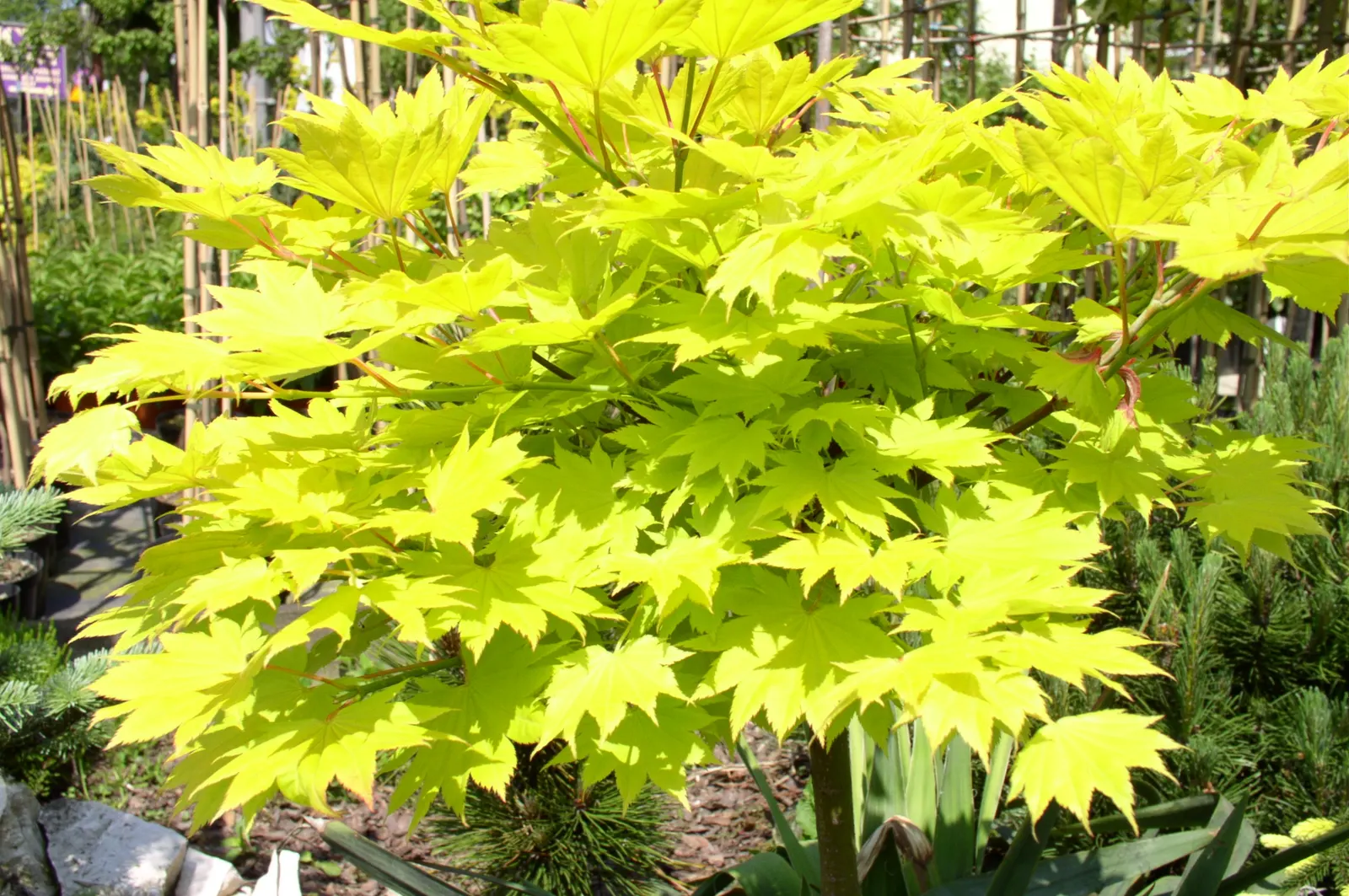 Full Moon Maple (Acer Shirasawanum) — Ideal for focal points in small gardens, it thrives in well-drained soil and partial shade to full sun