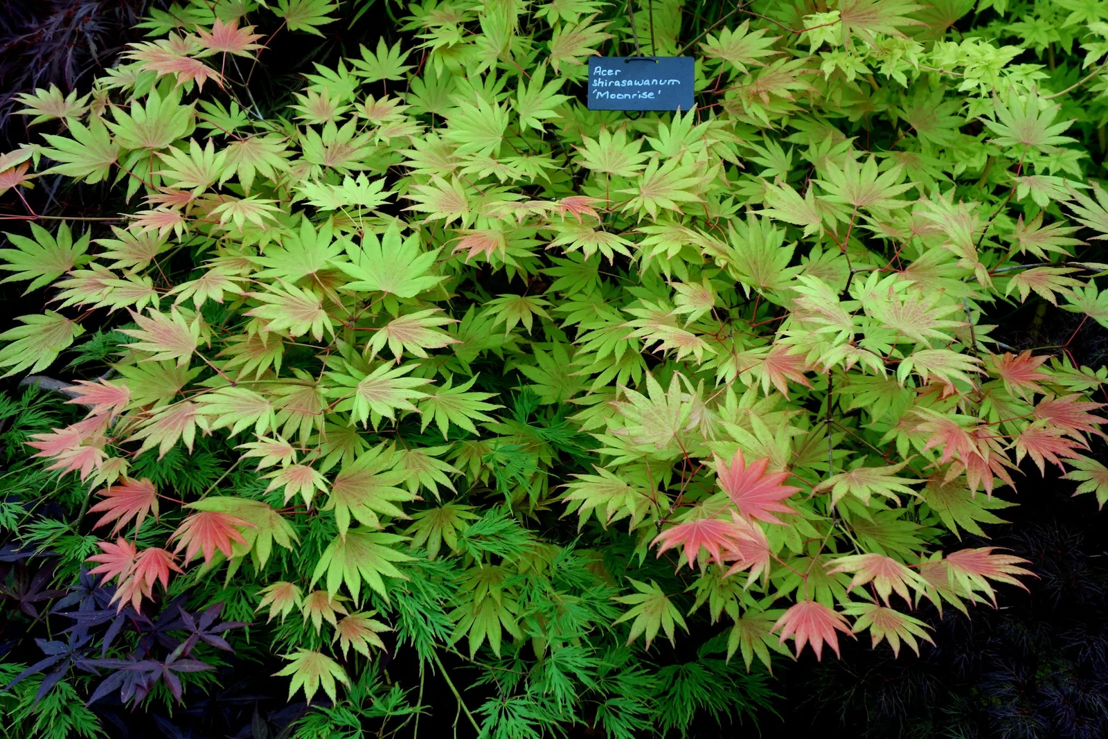 Full Moon Maple (Acer Shirasawanum) — It showcases deeply lobed