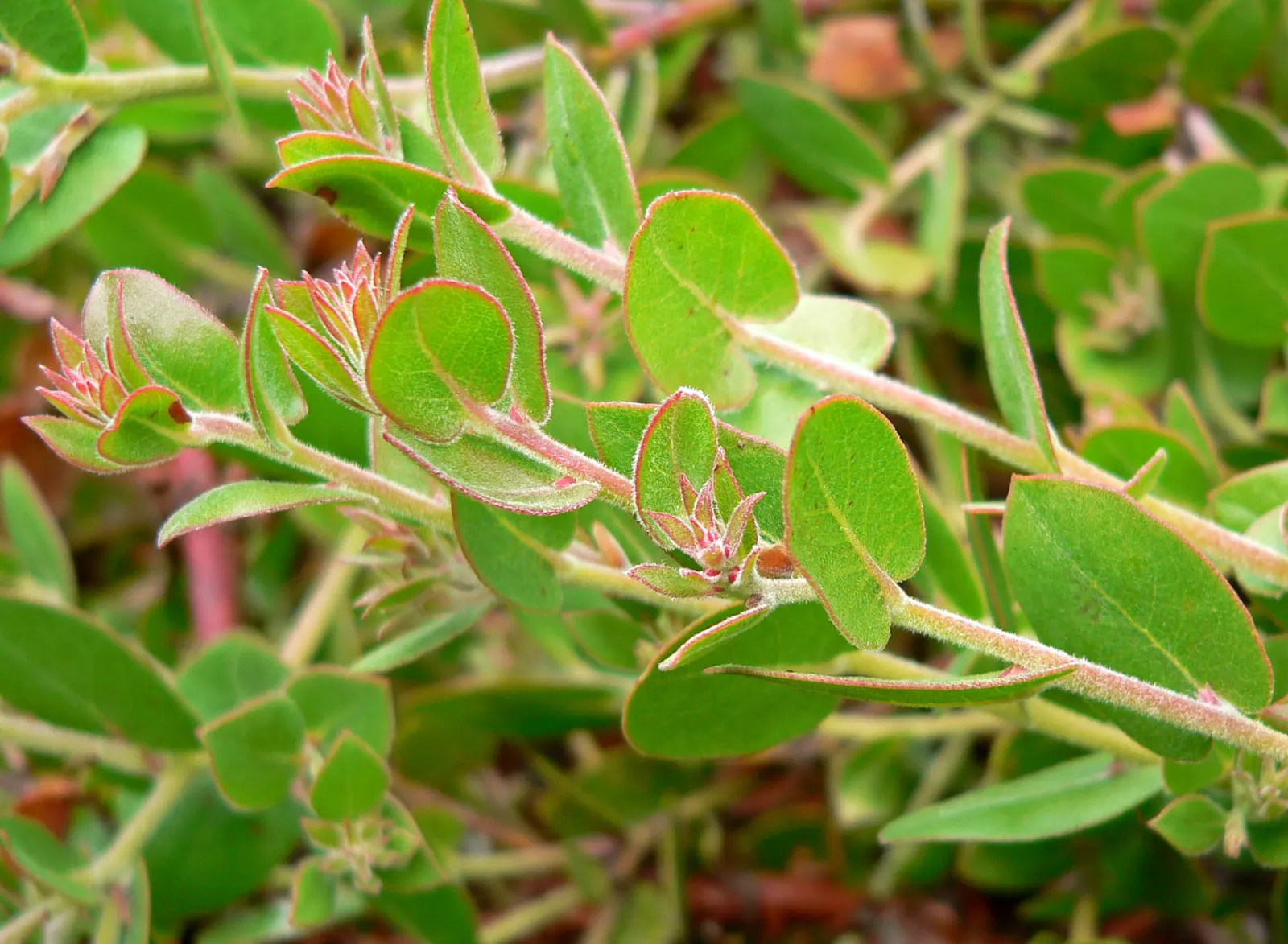 La Cruz Manzanita (Arctostaphylos Cruzensis) — Springtime reveals its pale pink bell-shaped flowers, favorites among pollinators