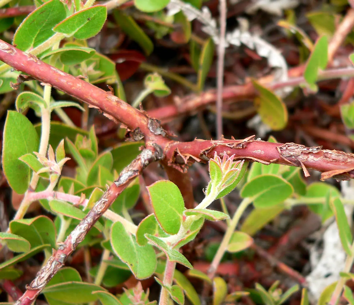 La Cruz Manzanita (Arctostaphylos Cruzensis) — it boasts smooth red bark and dense foliage with silver-green leaves