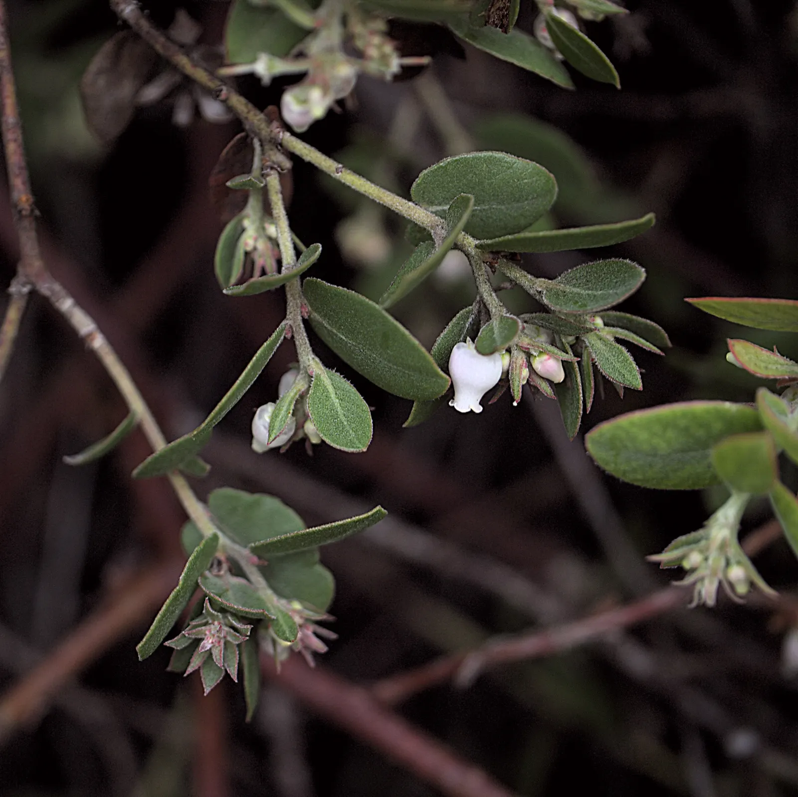 La Cruz Manzanita (Arctostaphylos Cruzensis) — This drought-tolerant species thrives in full sun and well-draining soils