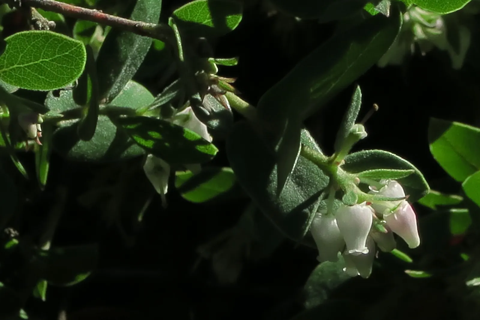 La Cruz Manzanita (Arctostaphylos Cruzensis) — excelling in rock gardens and native plant landscapes
