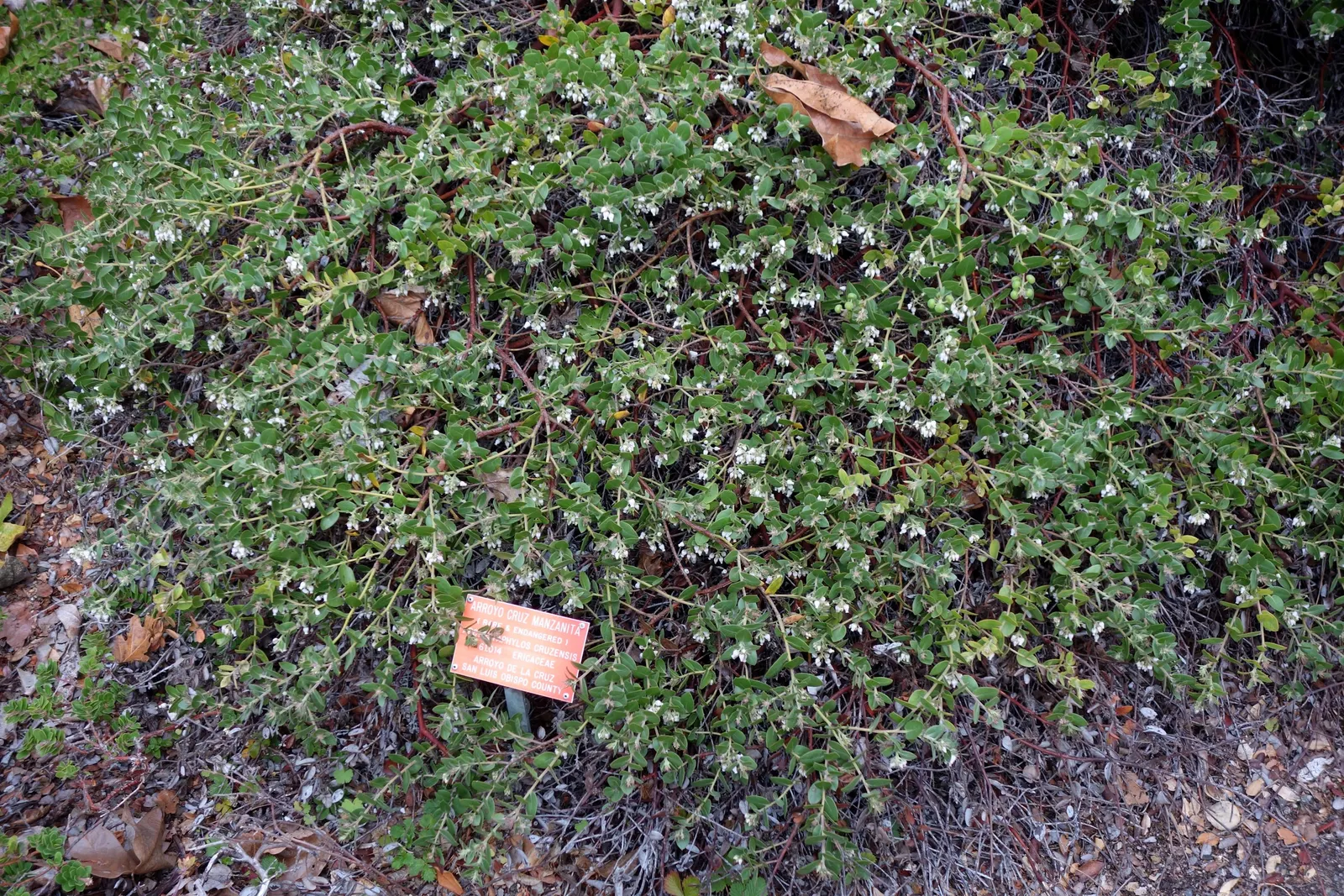La Cruz Manzanita (Arctostaphylos Cruzensis) — ornamental evergreen shrub from California's coastal region