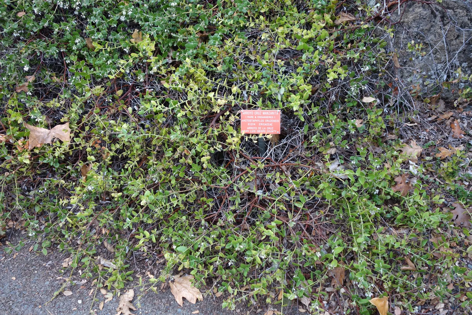 La Cruz Manzanita (Arctostaphylos Cruzensis) — The La Cruz Manzanita (Arctostaphylos cruzensis) is a rare