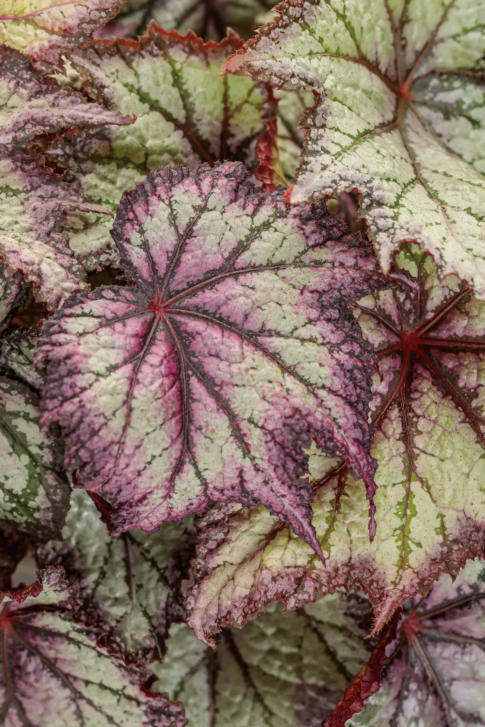 Europa™ Rex begonia (Begonia rex) — and brushed with soft lavender through the center and near the margins