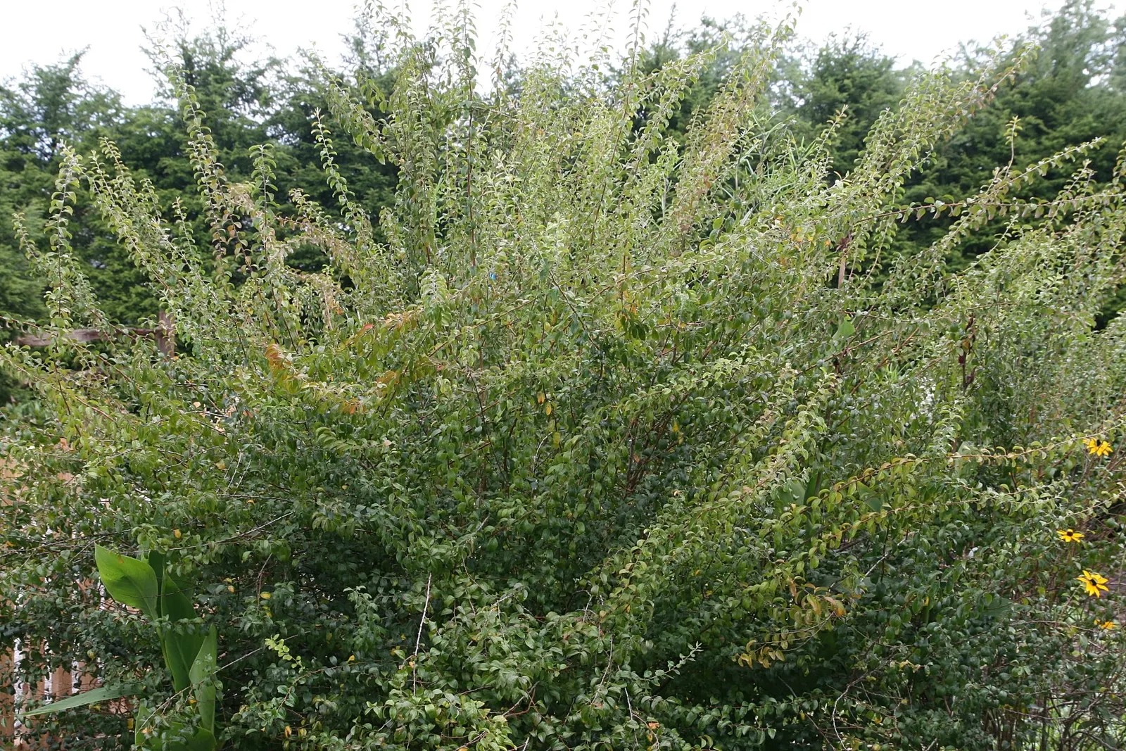 Bridal Wreath (Spiraea Prunifolia) — demonstrating both cold hardiness and adaptability to a variety of climates, image 35