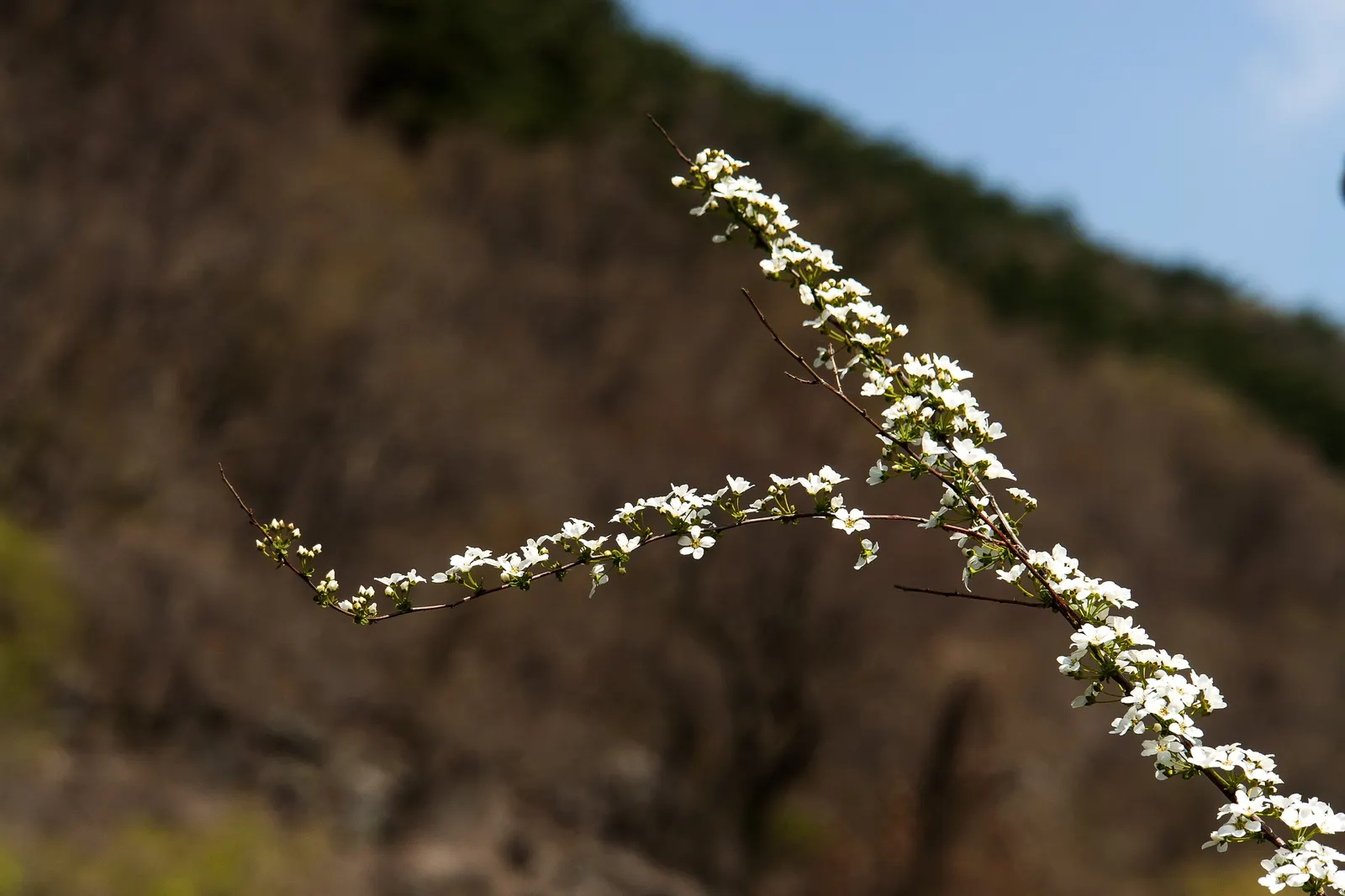 Bridal Wreath (Spiraea Prunifolia) — shrub for full or half; double flowers form a frothy white blanket in April to May