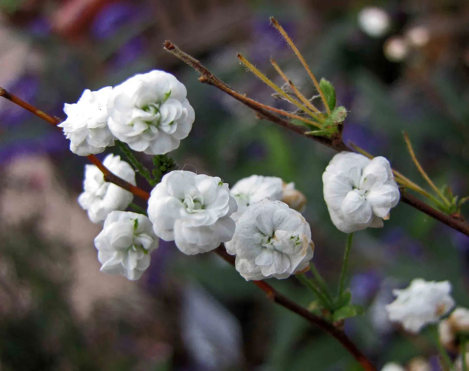 Bridal Wreath (Spiraea Prunifolia) — The copious clusters of tiny