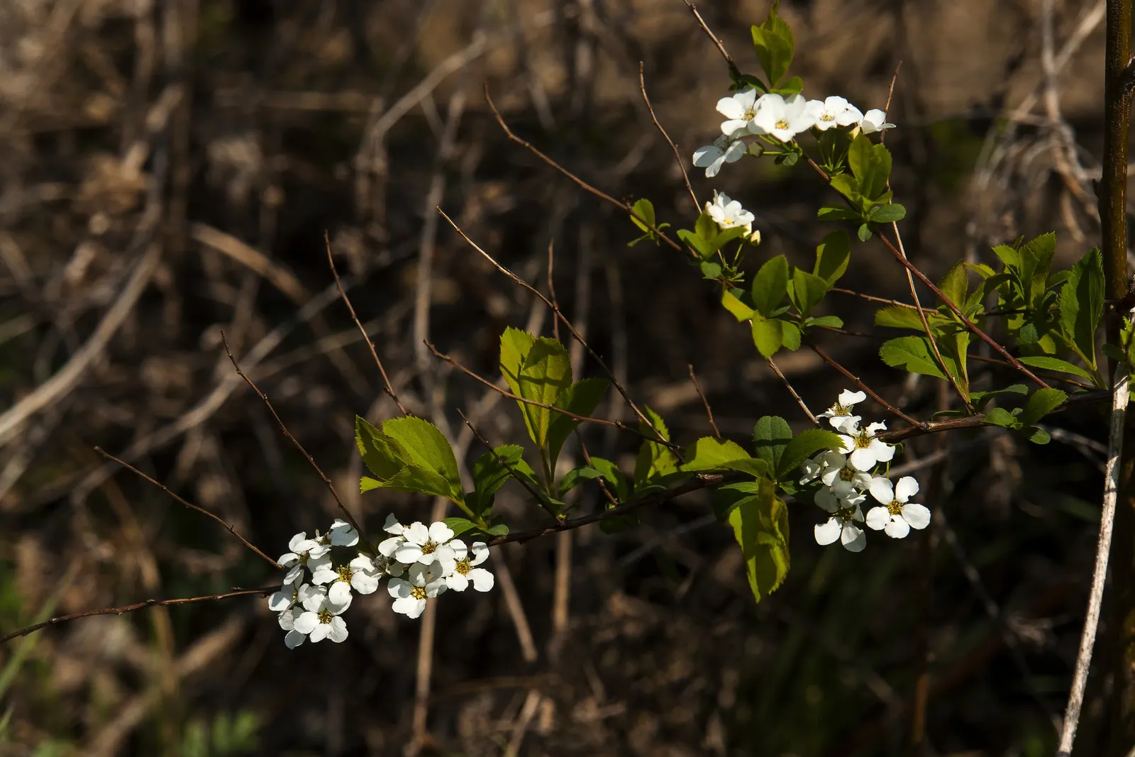 Bridal Wreath (Spiraea Prunifolia) — Bridal Wreath (Spiraea prunifolia) is a deciduous shrub; prefers full sun to part shade in zones 4-8