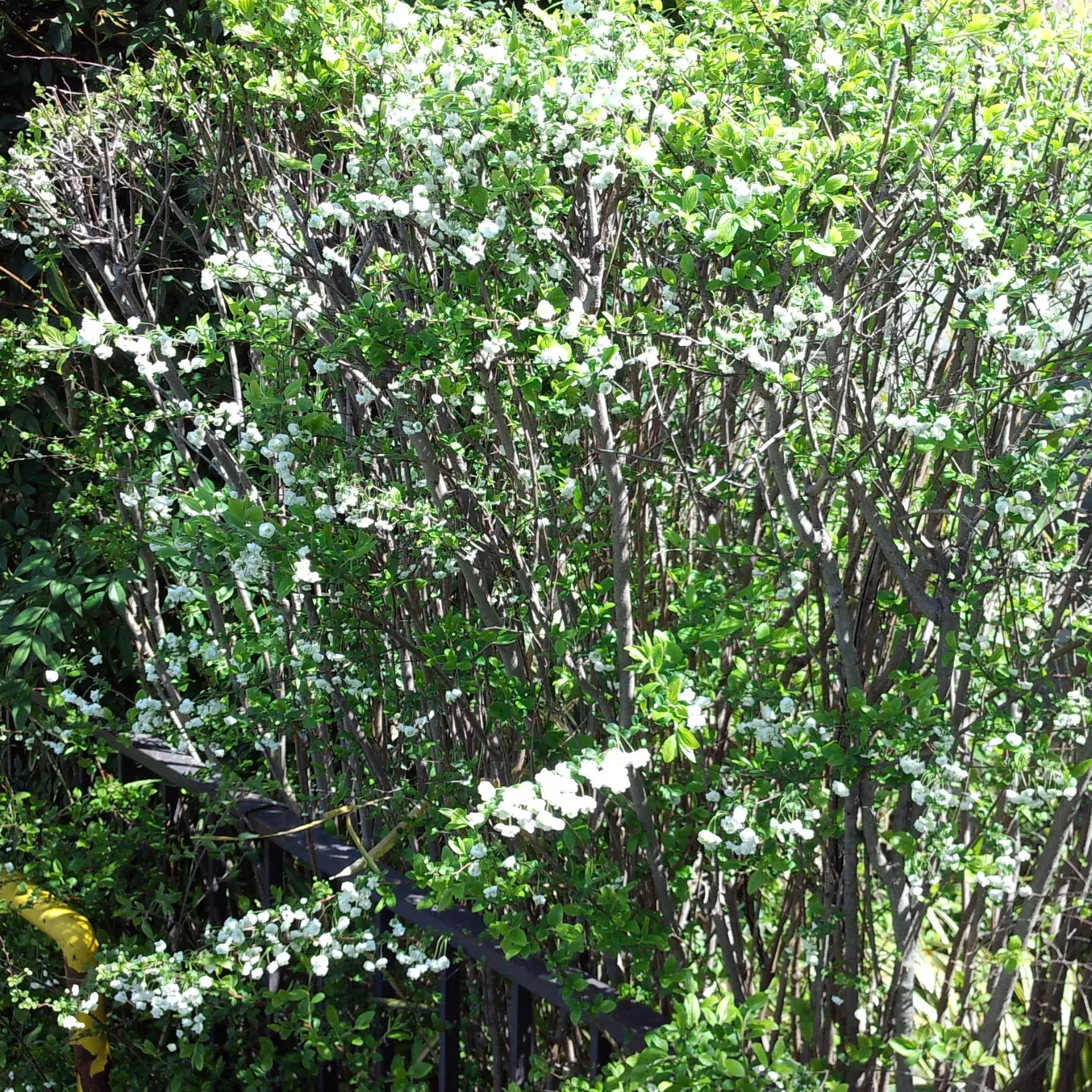 Bridal Wreath (Spiraea Prunifolia) — Pest and disease issues are infrequent; allowing it to be a low-maintenance choice for mass plantings