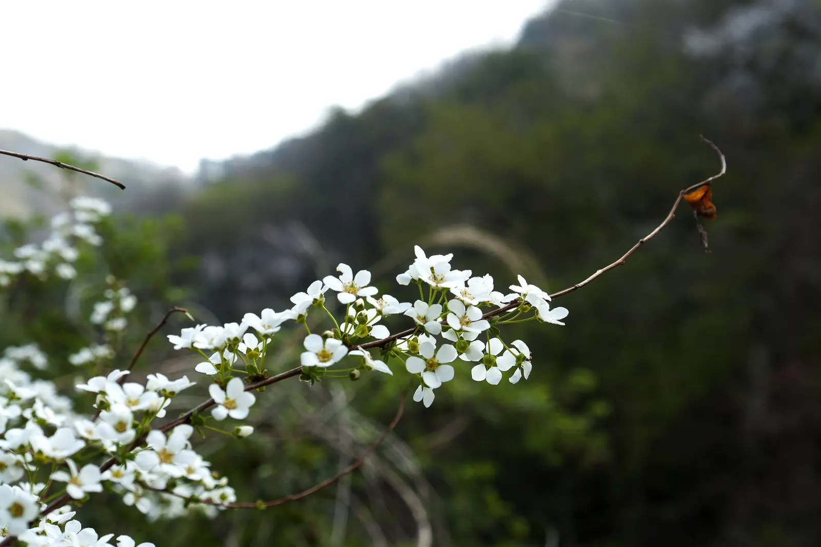Bridal Wreath (Spiraea Prunifolia) — oval-shaped leaves that are about 1 to 3 inches long; white flowers in the garden