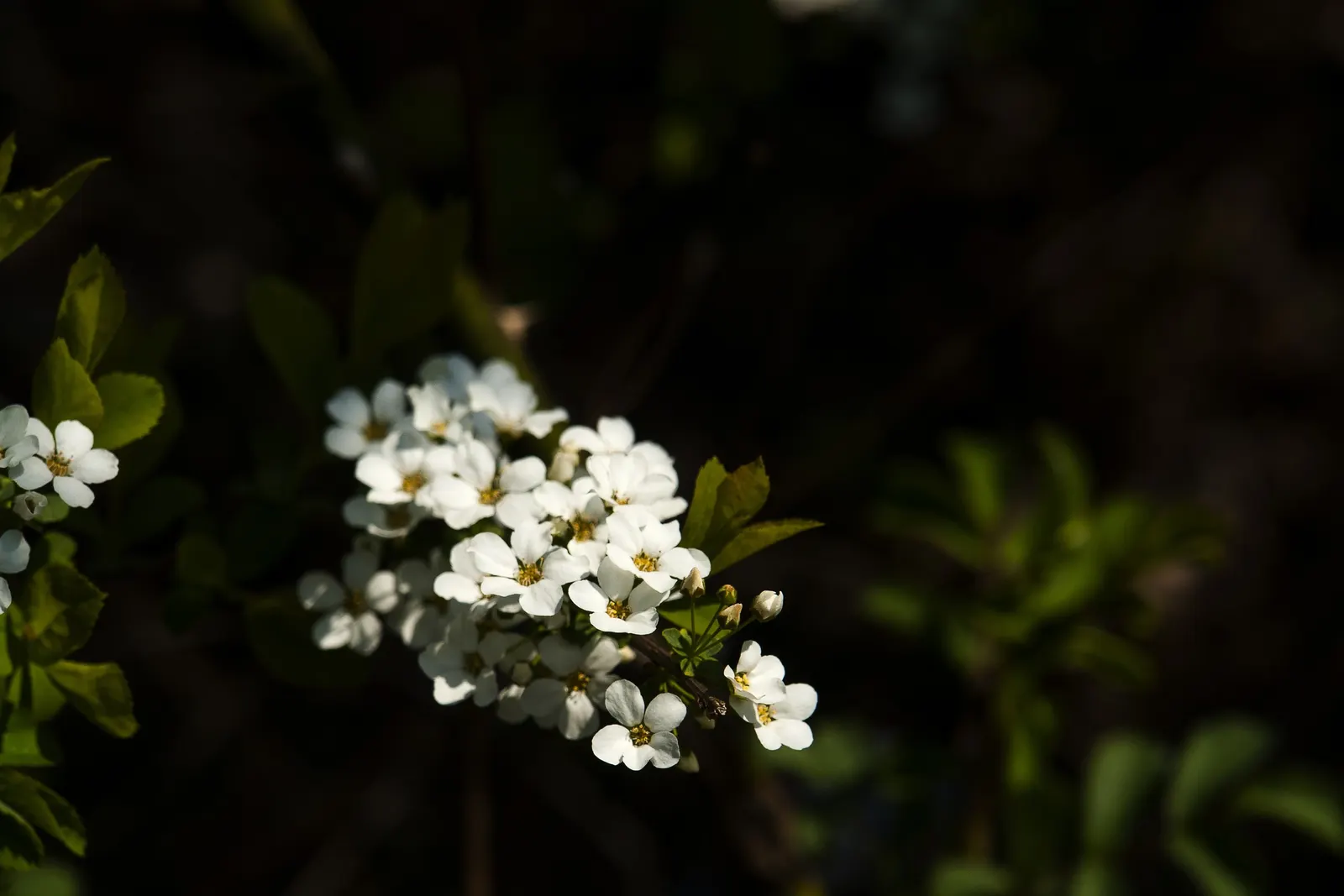 Bridal Wreath (Spiraea Prunifolia) — or as a specimen in landscape designs