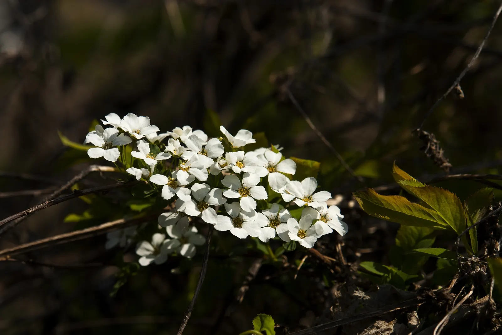 Bridal Wreath (Spiraea Prunifolia) — Plant in well-drained soil and prune post-flowering to maintain shape and health
