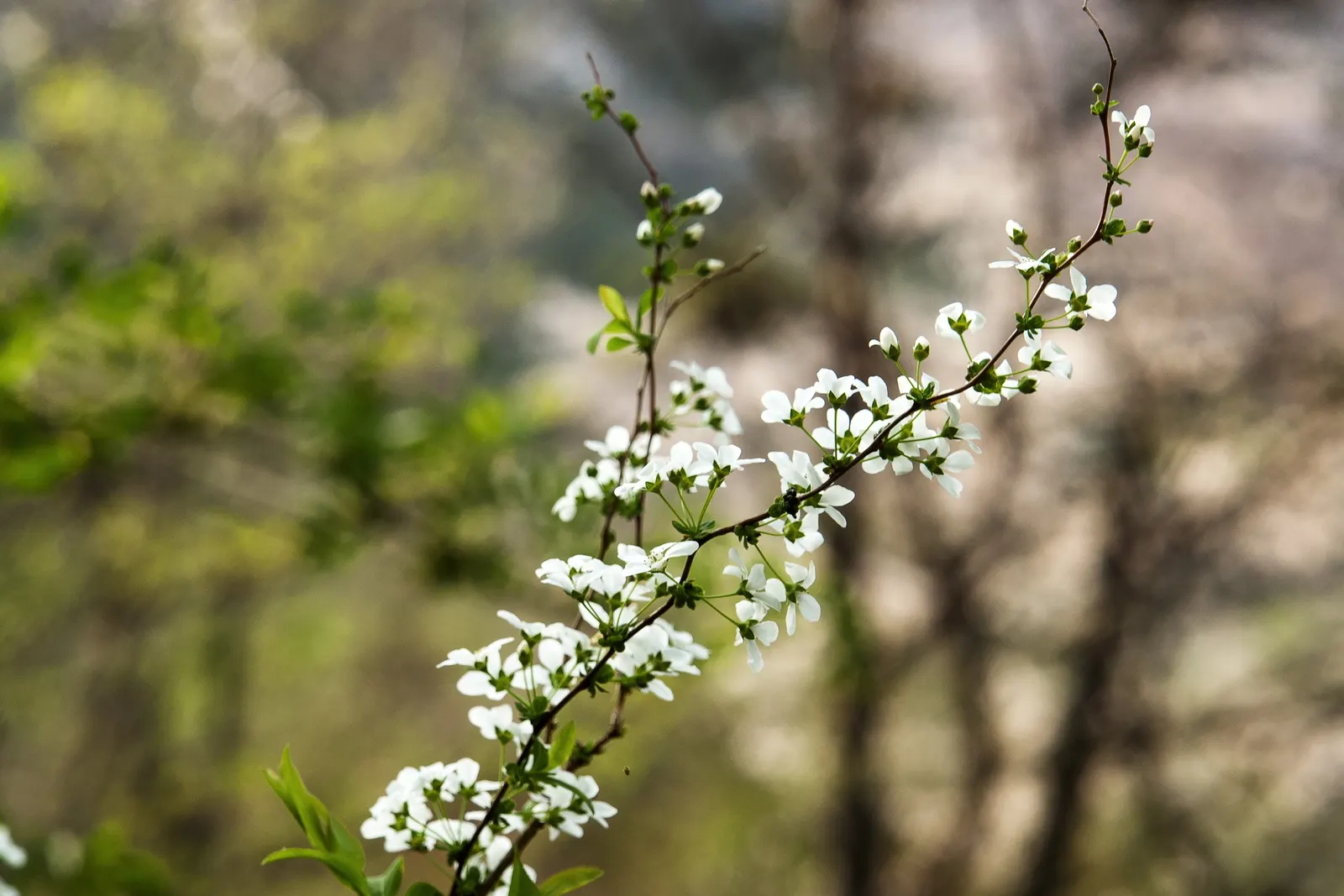 Bridal Wreath (Spiraea Prunifolia) — Low maintenance; adds classic elegance to any landscape