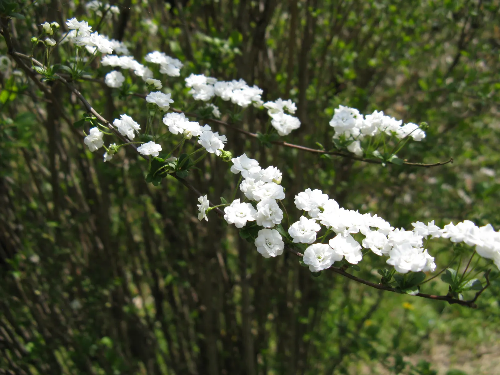 Bridal Wreath (Spiraea Prunifolia) — A mature height of 5-9 feet and a similar spread make it a splendid border or focal point; or as a specimen in landscape