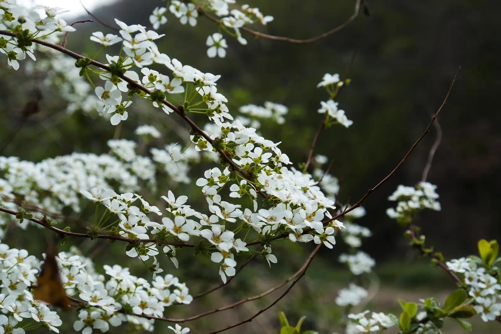 Bridal Wreath (Spiraea Prunifolia) — double flowers form a frothy white blanket in April to May