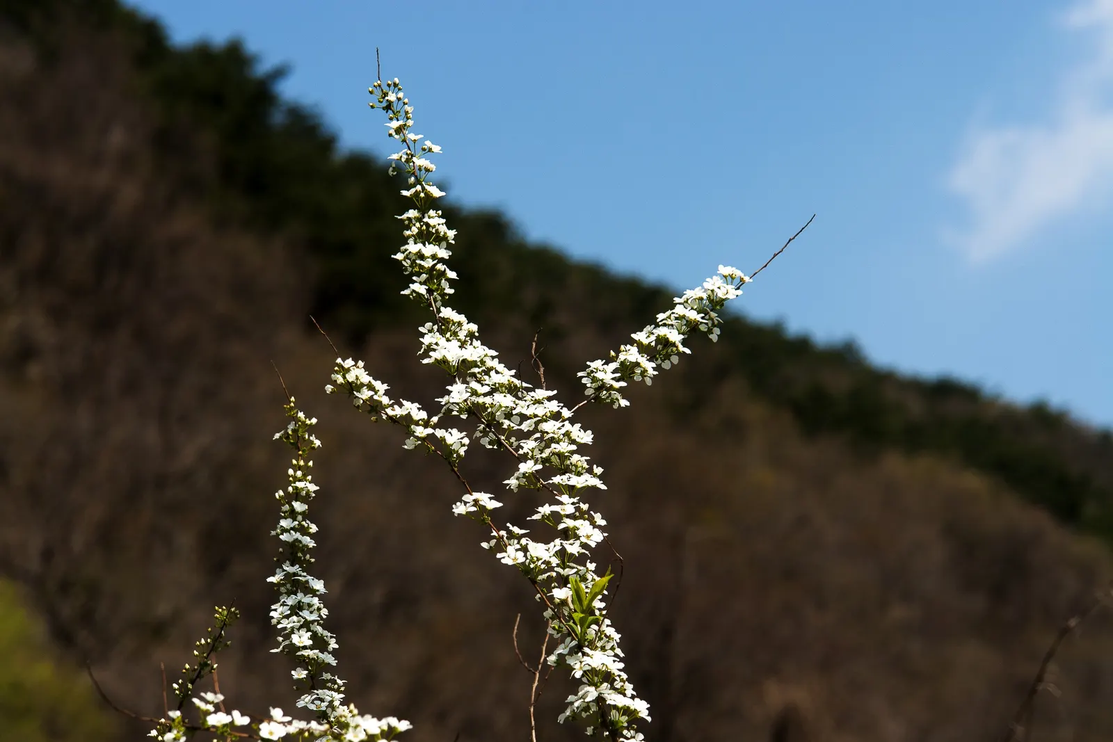 Bridal Wreath (Spiraea Prunifolia) — A mature height of 5-9 feet and a similar spread make it a splendid border or focal point; or as a specimen in, image 49