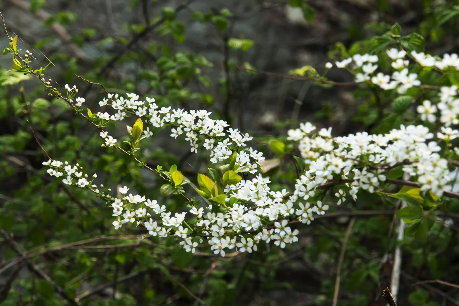 Bridal Wreath (Spiraea Prunifolia) — shrub with white blooms; for optimal bloom performance