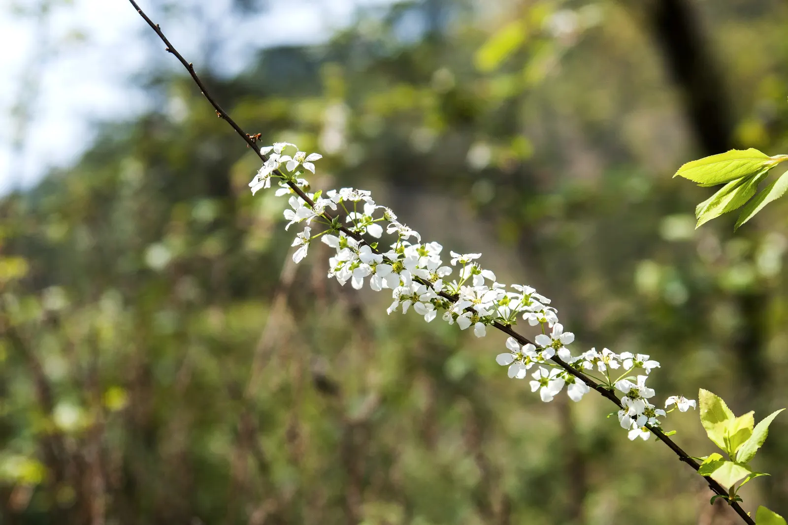 Bridal Wreath (Spiraea Prunifolia) — oval-shaped leaves that are about 1 to 3 inches long